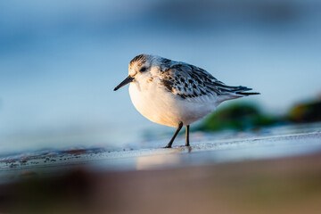 Sanderling, Calidris alba in environment, Devon, England, Europe