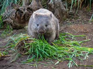 Naklejka premium 草を食べているウォンバット
