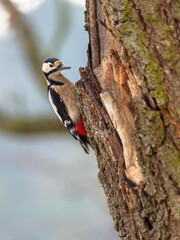 Adult female of Great spotted woodpecker. Dendrocopos major