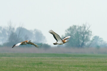 Low Angle View Of Great Bustards Flying Over Grassy Field Against Sky