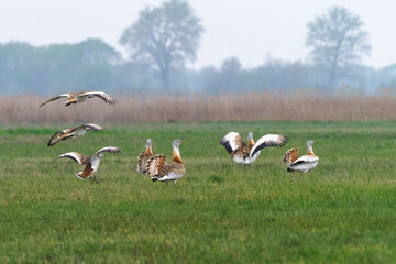 Obraz na płótnie Canvas Low Angle View Of Great Bustards Flying Over Grassy Field Against Sky