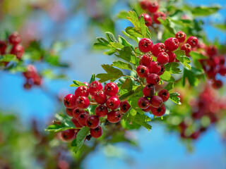 Fruit Of Hawthorn (Crataegus Laevigata)