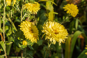 Beautiful flowers grow in the garden among the greenery.