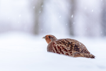 Very close up photo of a gray partridg (Perdix perdix) stands on the ground in backlight. Winter scene.