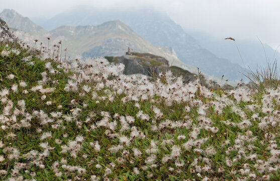 Colony of Mountain avens in the Alps, lots fluffy seed heads