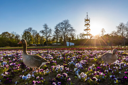 Germany, Baden-Wurttemberg, Stuttgart, Geese standing in springtime flowerbed at sunrise