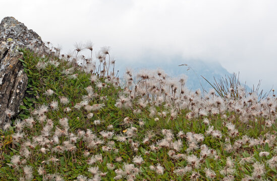 Colony of Mountain avens in the Alps, lots fluffy seed heads