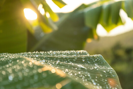 Tropical raindrops crossed by the sun's rays on the banana leaves. Soft image with green tons and blur of background plan. Image with a selective focus and toning