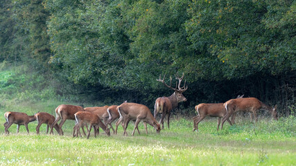 Naklejka na ściany i meble Herd of red deer (Cervus Elaphus) stags and does in Autumn Fall meadow
