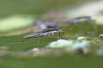 Gerris lacustris, commonly known as the common pond skater, nature