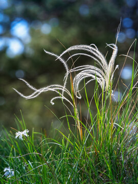 Stipa pennata, common name European feather grass