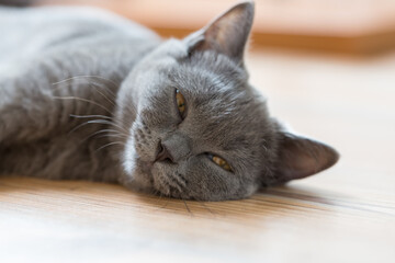 Kot brytyjski niebieski, młody szary kot z pomarańczowymi oczami leży na podłodze - obrazy, fototapety, plakaty