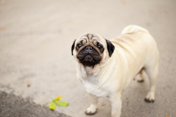 Obraz premium Pug for a walk. Domestic dog. Favorite pet.