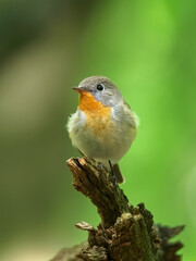 Red-breasted Flycatcher (Ficedula parva) sitting and singigng on the branch in the green forest