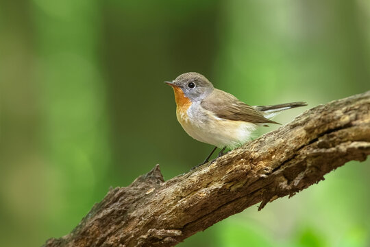 Red-breasted Flycatcher (Ficedula parva) sitting and singigng on the branch in the green forest