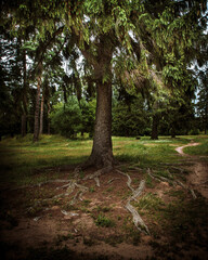 The roots of a large tree