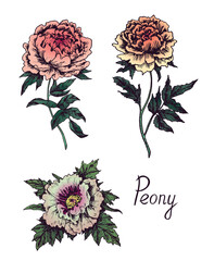 Peony flowers collection, doodle ink drawing, soft colors palette