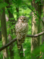 The Ural owl (Strix uralensis) is a medium-sized nocturnal owl of the genus Strix