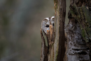Tawny Owl (Strix aluco) in the forest