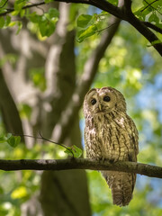 Tawny Owl (Strix aluco) in the forest