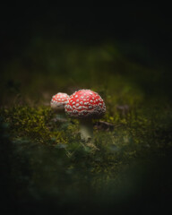 Small fly agaric mushroom