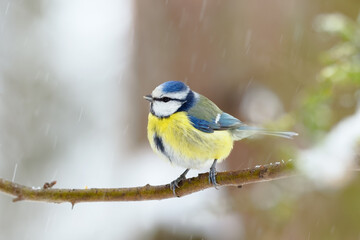 A blue tit (Cyanistes caeruleus / Parus caeruleus) during a snowstorm