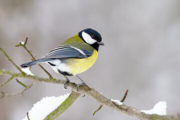 Great tit close up ( Parus major )