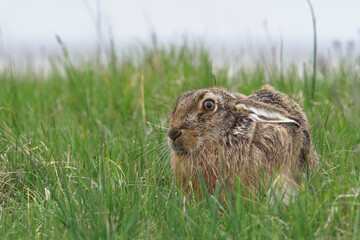 European hare (Lepus europaeus) is an adorable furry mammal living in the fields.