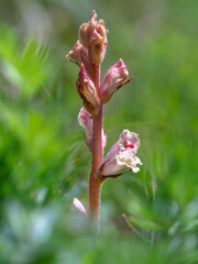 Close up flower of Orobanche alba in wild nature