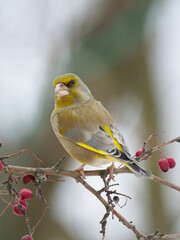 The European bird - songbird Greenfinch (Carduelis chloris) sitting on the branch while snowfall. Nice bird with winter.