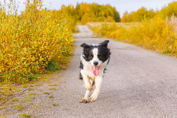 Outdoor portrait of cute smiling puppy border collie running in autumn park outdoor. Little dog with funny face on walking in sunny autumn fall day. Hello Autumn cold weather concept.