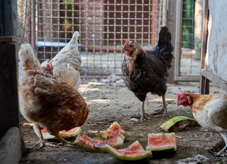 Hens in an open-air chicken coop, peck at the remains of a watermelon.