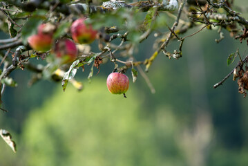 Close-up of apples on tree at autumn morning. Photo taken September 22nd, 2021, Zurich, Switzerland.