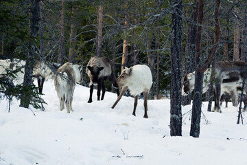 Reindeer digging for lichens in the snow. Robertsfors, Sweden.