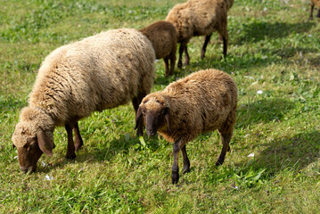 Brown sheep on green meadow on a sunny autumn morning. Photo taken September 22nd, 2021, Zurich, Switzerland.