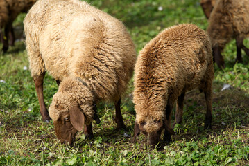 Brown sheep on green meadow on a sunny autumn morning. Photo taken September 22nd, 2021, Zurich, Switzerland.