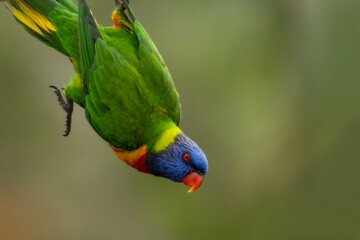 Rainbow Lorikeet parrot hanging off a tree - colourful parrot