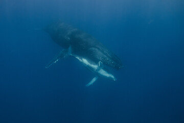 Fototapeta premium Baleine et baleineau