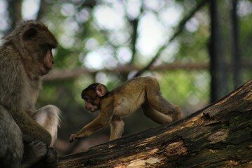 cute baby monkey walking to mum