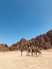 camel in the desert