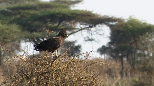 Long-crested eagle (Lophaetus occipitalis) perched on an Acacia bush