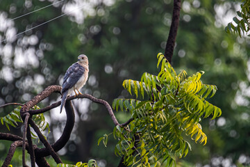 An Alert Shikra on a tree