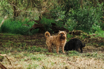 Two brussels griffon dogs playing in pretty bush setting