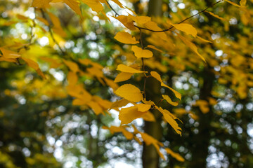 Hornbeam yellow autumnal foliage