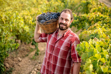 Sicilian farmer in a vineyard