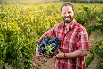 Smiling winemaker with a basket black grapes