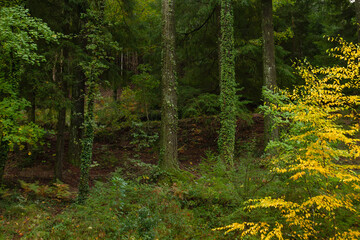 Mixed woodland in autumn