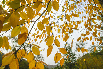 Hornbeam yellow autumnal foliage