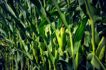 Lush wheat field with green, healthy cobs close to ripening on a hot summer day