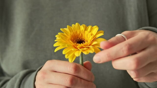 Hands guessing on a flower tear off plucking the petals of gerbera yellow flower. 